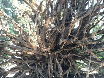 Low angle view of trees