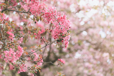 Blooming branches malus floribunda or japanese flowering crab apple and sky. spring background