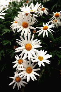 Close-up of white daisy flowers