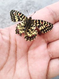 Cropped image of hand holding butterfly