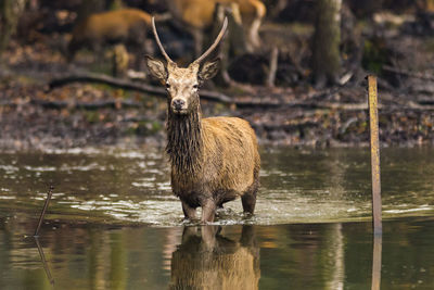 Portrait of deer standing in water