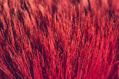 Full frame shot of red brush