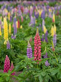 Close-up of purple flowering plants on field