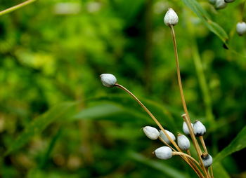 Close-up of white flowering plant