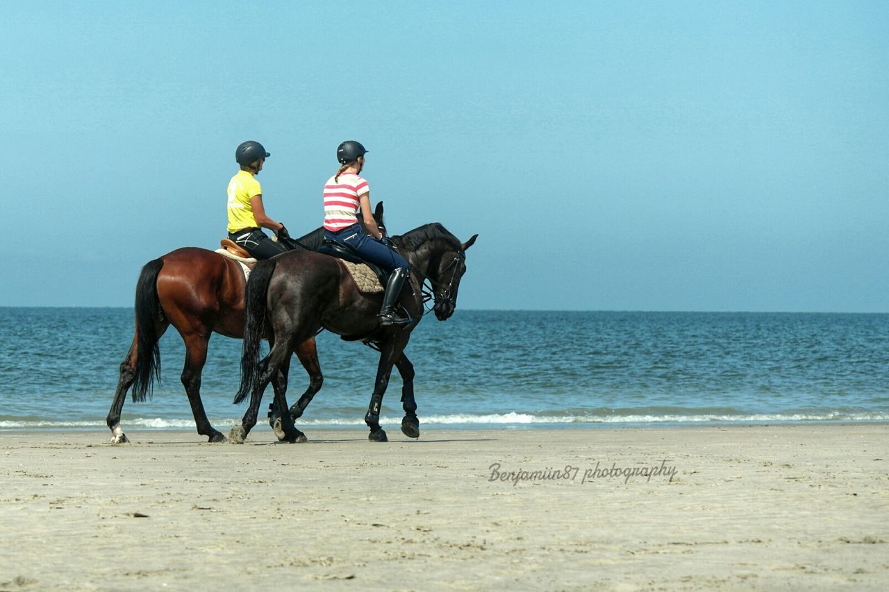 sea, beach, horizon over water, water, domestic animals, sand, animal themes, mammal, clear sky, shore, full length, horse, one animal, dog, leisure activity, men, pets, copy space, lifestyles