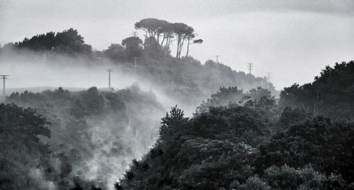 Trees in forest against sky