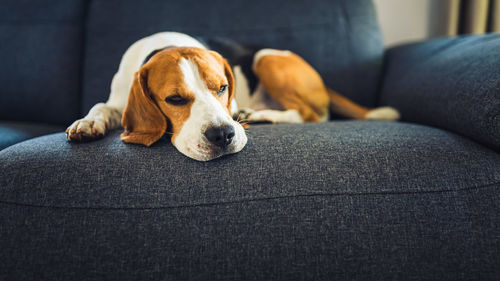 Dog relaxing on sofa at home