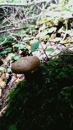 Close-up of mushroom on tree in forest