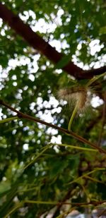 Low angle view of a tree