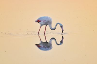 Close-up of bird in water