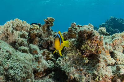 Fish swim in the red sea, colorful fish, eilat israel