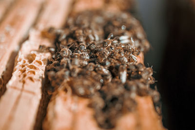 Close-up of food