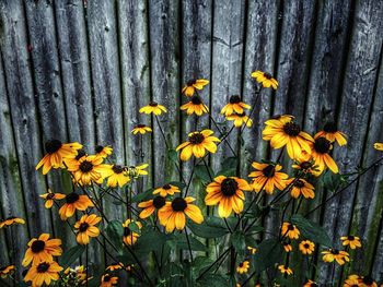 Close-up of flowers in front of wooden post