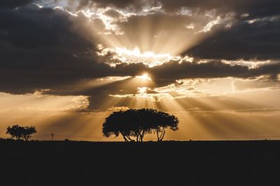 Silhouette tree against sky during sunset