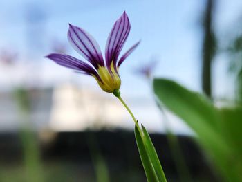 Close-up of flowering plant