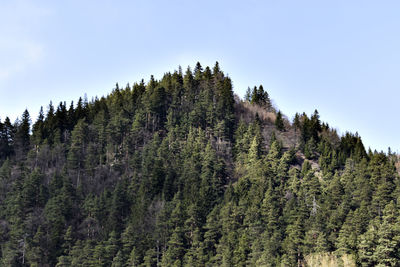 Low angle view of pine trees against sky