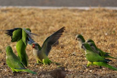 Close-up of birds flying over land