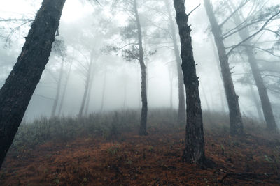 Trees in forest