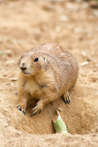 Close-up of an animal on sand