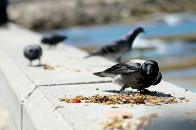 Close-up of bird