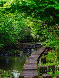 Scenic view of trees by plants