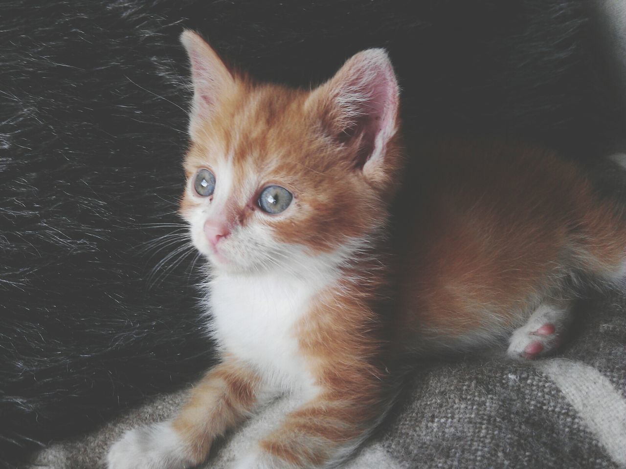 animal themes, one animal, domestic animals, pets, mammal, domestic cat, cat, feline, whisker, looking at camera, portrait, indoors, close-up, animal head, young animal, kitten, animal eye, zoology, animal body part, high angle view