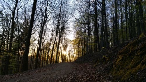 Road passing through forest