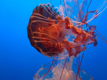 Close-up of jellyfish against blue sky