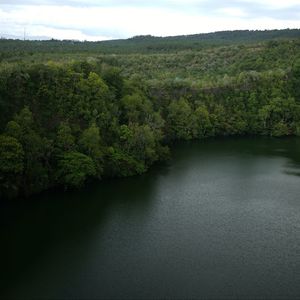 Scenic view of river amidst trees in forest