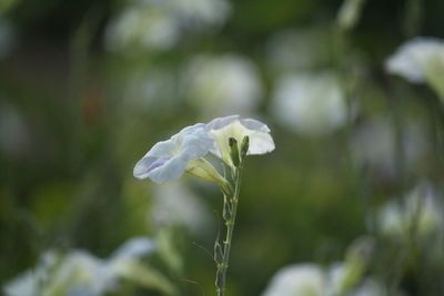 Close-up of white flower blooming outdoors