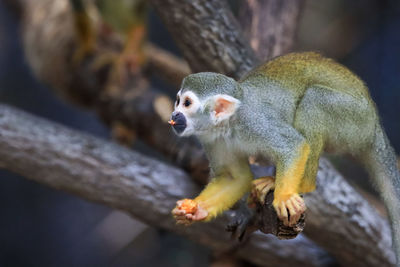 Close-up of monkey on tree