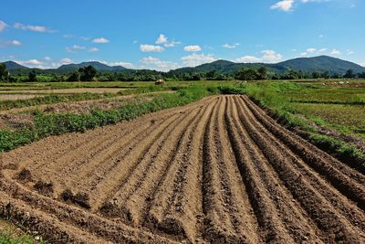 Potato field land preparation for new planting season, thailand