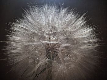 Close-up of dandelion flower