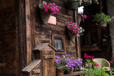 Potted flowers outside wooden house