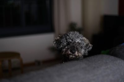 Portrait of dog relaxing at home