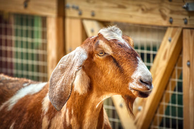 Close-up portrait of a horse