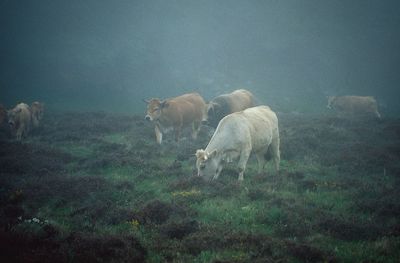 Cow in the fog