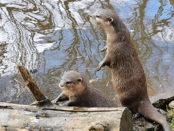 View of ducks in lake