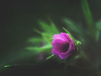 Close-up of pink rose flower