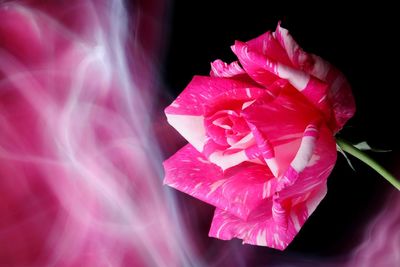Close-up of pink rose