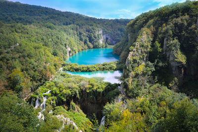 Scenic view of lake amidst trees in forest