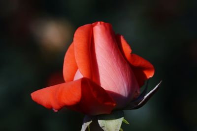 Close-up of red rose