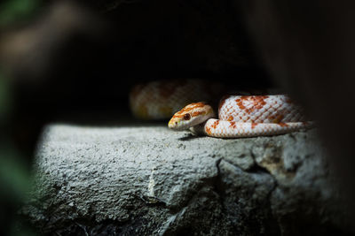 Close-up of lizard on rock