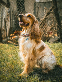 Portrait of a dog looking away