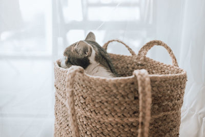 basket