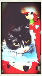Close-up portrait of cat