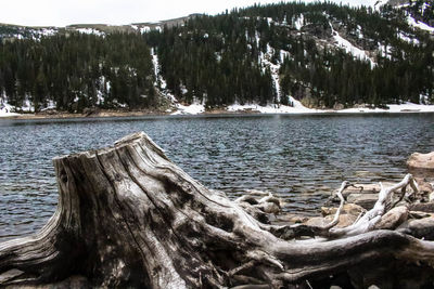 Close-up of tree trunk in lake