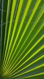 Close-up of palm tree leaves