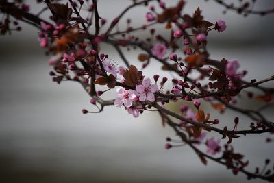 Close-up of pink flowers on tree