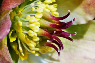 Close-up of pink flowers